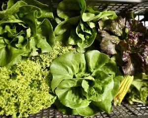 Agriturismo Alta Langa: cosa significa coltivare in biologico
